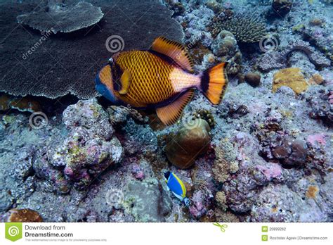 Titan Trigger Fish Indian Ocean Underwater Stock Photo