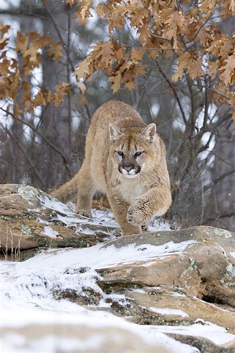 Trapper ‘sorry Endangered Cougar Killed But That Wont Stop Him From