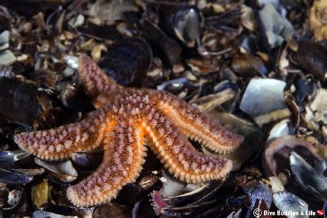 Species In The Spotlight Sea Stars Dive Buddies 4 Life