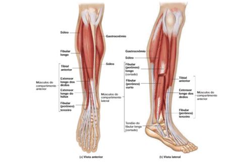 Anatomia Dos Músculos Da Perna O Que Você Precisa Saber Blog Jaleko