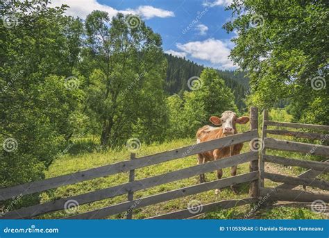 Cow Behind A Fence In Alpine Scenery Stock Photo Image Of Beautiful
