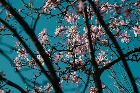 Pink Flowers On Brown Tree Branches · Free Stock Photo