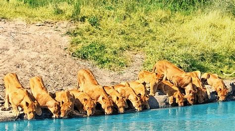 Pride Of Lions Drinking Together