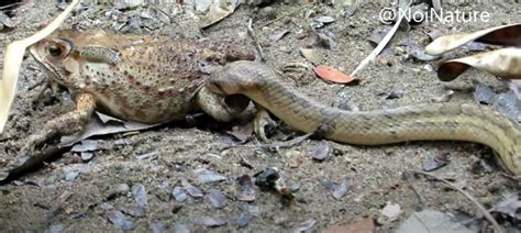 Watch Kukri Snakes Eating Internal Organs Of Frog While Still Alive