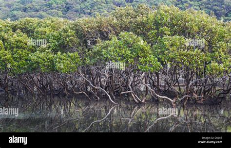 grey mangroves avicennia marina in an estuary near bonnie vale in the royal national park