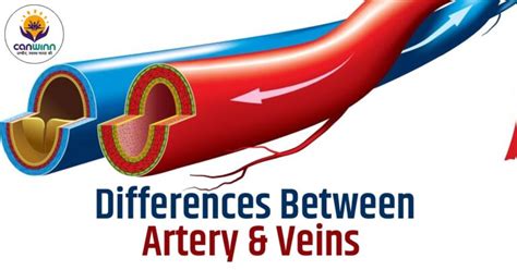 What Are The 20 Major Differences Between Artery And Veins Canwinn