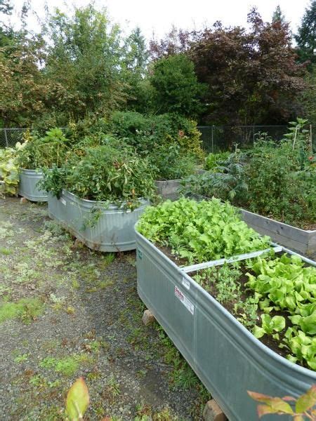 Container Garden Plant Ideas Vegetable Garden Growing