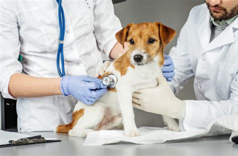 You can choose a deworming pill or go for a natural option like tobacco. How do Dewormers Work in Dogs? Everything You Need to Know