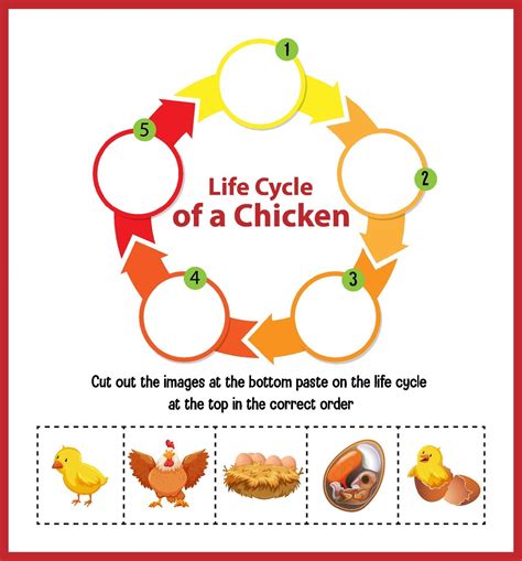 Diagram Showing Life Cycle Of Chicken 2203181 Vector Art At Vecteezy