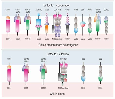 Linfocitos T Correceptores Paradigmia