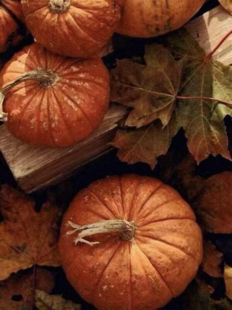 Pumpkins And Leaves On The Ground In Autumn