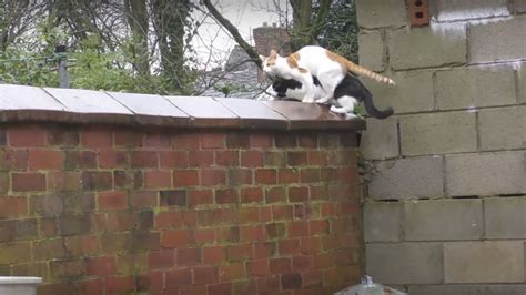 Two Cats Jump Onto A Wall And Land On The Same Place At The Same Time