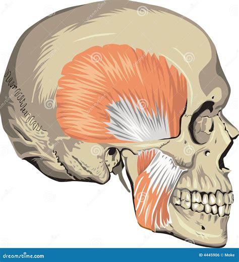 Muscle Anatomy Of Human Skull