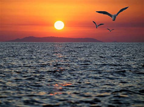 Seagulls At Sunset Sunset Seagulls Flying Ocean Hd Wallpaper Peakpx