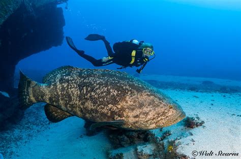 Florida S Goliath Grouper Under Fire