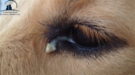 Eye Infection In Dogs Types Of Dog Eye Discharge Gardiners Road