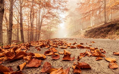 Misty Foggy Road Autumn Beech Landscape Macro Deciduous Leaves