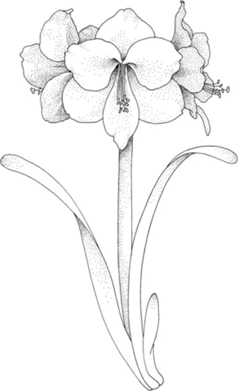 Amaryllis Flower coloring page | SuperColoring.com