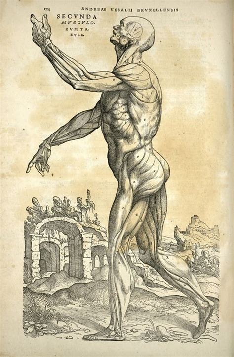 The Human Body By Andreas Vesalius One Of Diagrams That Changed The World Andreas