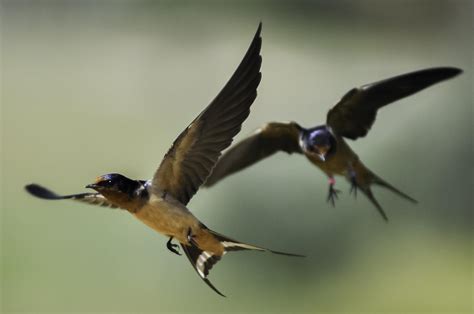 Mate Choices Of Barn Swallows Tied To Diverging Appearances Colorado