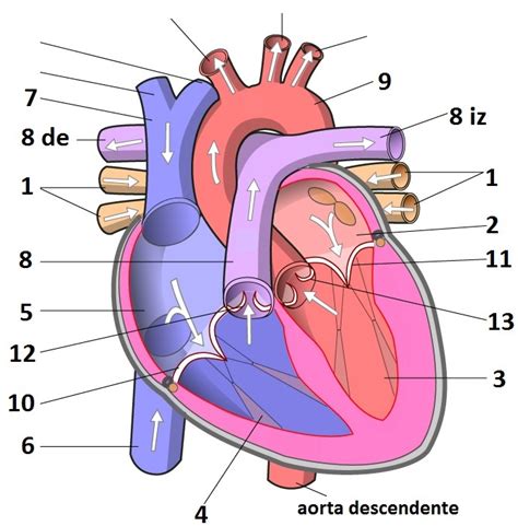 Blog Del Área De BiologÍa Y GeologÍa De 3º Anatomía Del Corazón 17 18