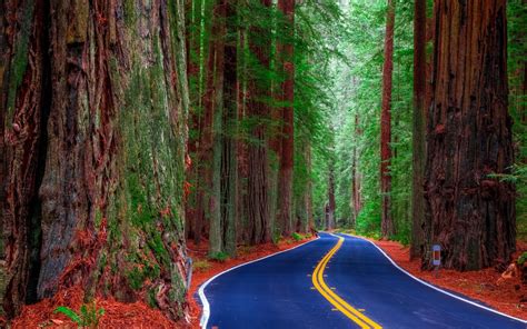 Redwood Forest Wallpaper ·① Wallpapertag