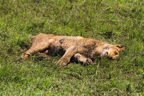 2 Lions Die After Being Poisoned 2024