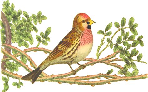 Perching Birdhouse Finchfinch Png Clipart Royalty Free Svg Png
