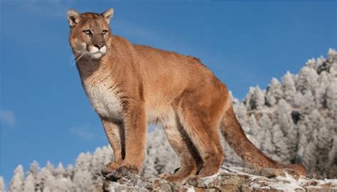 The Eastern American Puma Is Officially Declared Extinct Stunningsci