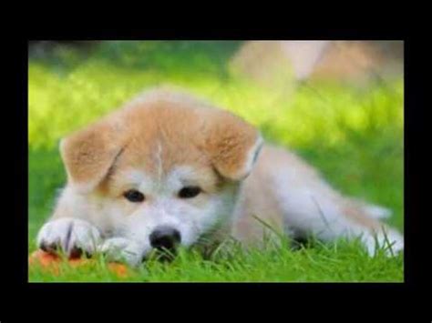 Grande raccolta di puzzle da comporre o giochi matematici, labirinti misteriosi, giochi visivi intriganti, fogli di lavoro facili per scrittura a mano. 5 razze di cani carini - YouTube