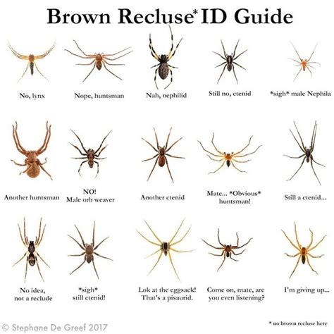 Jades Musings — Not Ever Brown Spider Is A Recluse I Have Friends