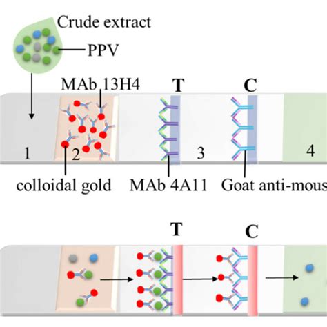 A Schematic Diagram Showing The Colloidal Gold Immunochromatographic Download Scientific