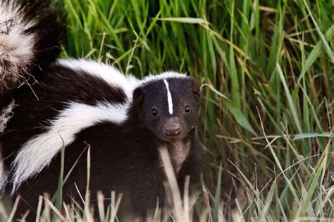 A small, black and white north american animal that makes a strong, unpleasant smell as a…. Funny Skunks - Olive's Animals
