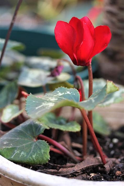There is much debate on the different kinds of grow lights and how each affects the. Red Cyclamen | Plants, Indoor plants, Flowers