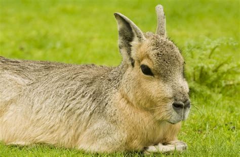 This Adorable Animal Looks Just Like A Rabbit Deer Hybrid Yahoo Sports