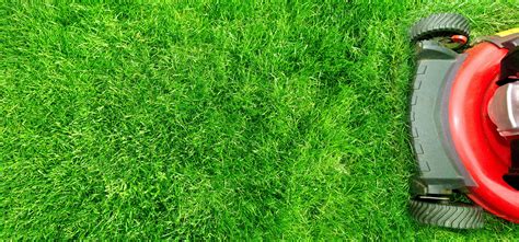 Why Fertilizer is Important for Lawn Health - Green Sphere & Swazy ...