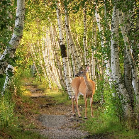 Deer In The Woods Photograph By Darylann Leonard Photography Pixels