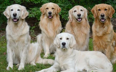 Chó Golden Retriever Bạn Biết Gì Về Giống Chó Thông Minh Thứ 4 Thế