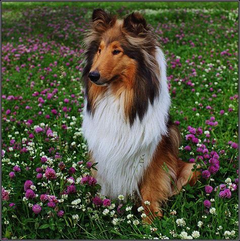 Lassie Dogs And Cats Pinterest Collie Dog Cat And Dog