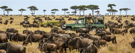 What Is The Best Time For A Wildebeest Migration In Kenya In 2023