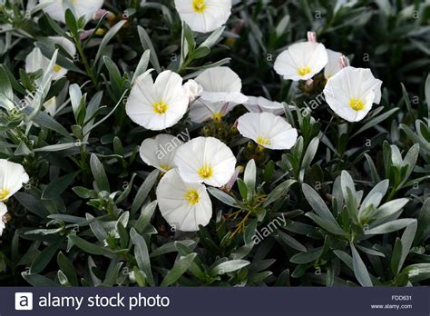 Did you scroll all this way to get facts about silver foliage plant? convolvulus cneorum white flower flowers ornamental ...