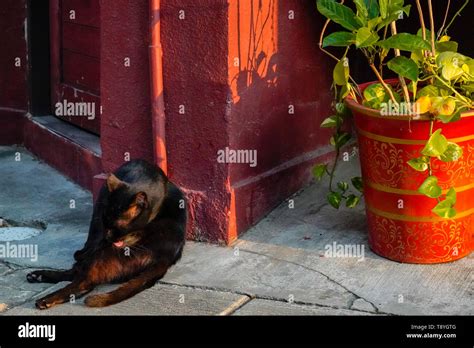 Alley Cat Hi Res Stock Photography And Images Alamy