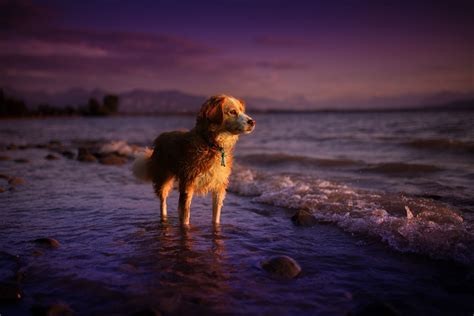Sunset Null Dog Photos Best Dogs Sunset