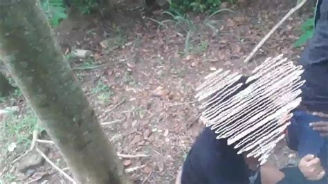 Casal Sapeca Rj Fudendo En Medio Del Bosque Video Completo En  Red