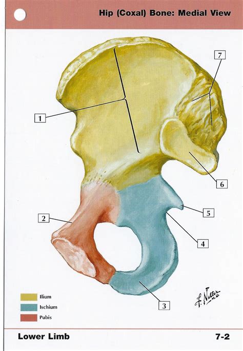 Hip Coxal Bone Medial View Anatomy Flash Card By Frank H Etsy Australia