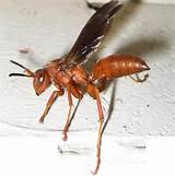 Photos of Large Wasp