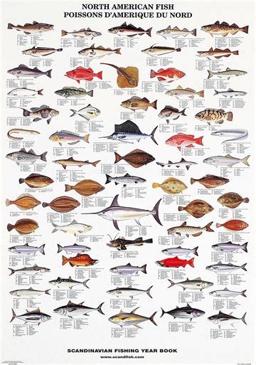 Tropical Fish And Shellfish Poster Unique And Beautiful Fotos De