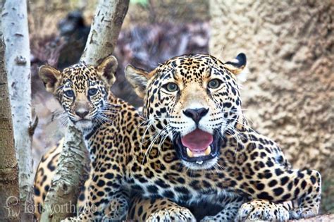 Jaguar Cub Bonds With Mom At Fort Worth Zoo Zooborns