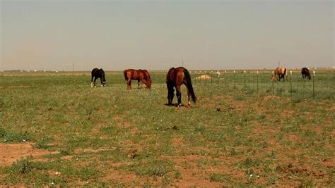 Maybe you would like to learn more about one of these? Texas Panhandle Plains Horses