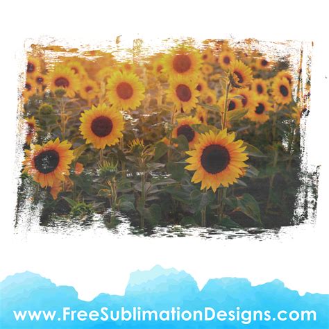 Free Sublimation Print Sunflowers Distressed Vintage Background File